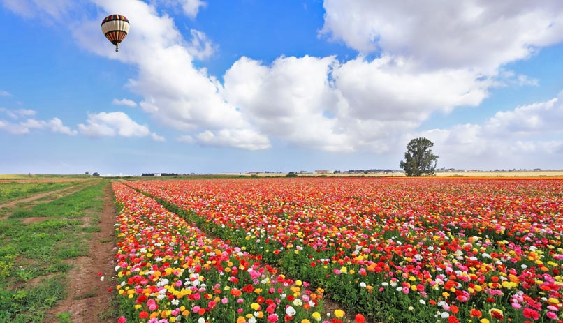 Israeli flowers