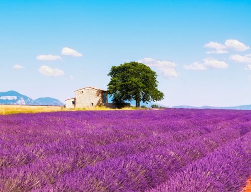 מרסיי: שער הכניסה שלכם אל חבל פרובאנס המרהיב