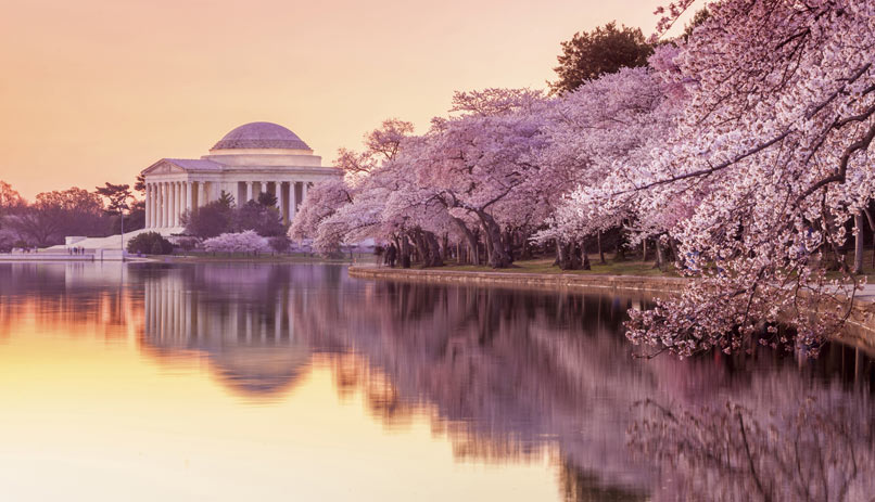 פריחת הדובדבן, וושינגטון