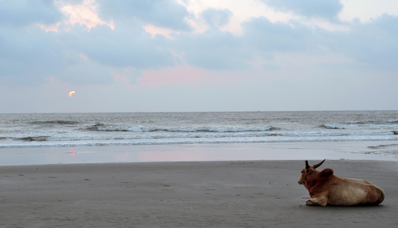 פרה על החוף, הודו