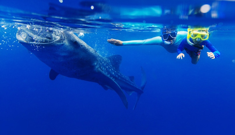 צלילה עם לוויתנים, הפיליפינים