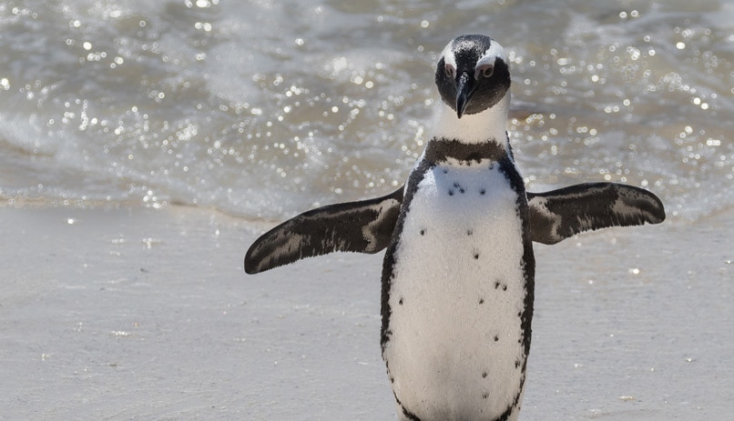 פינגווין מחוץ לקייפטאון, דרא"פ