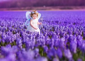 צבעונים, הולנד