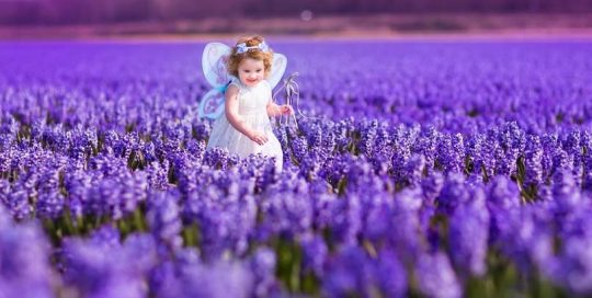 צבעונים, הולנד