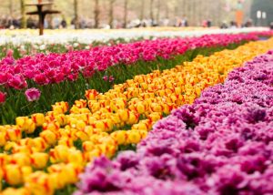 צבעונים, הולנד