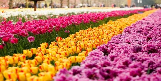 צבעונים, הולנד