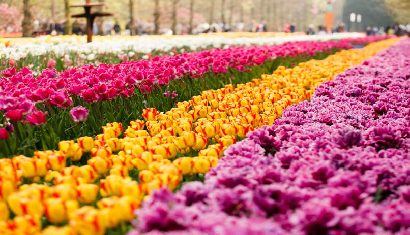 צבעונים, הולנד