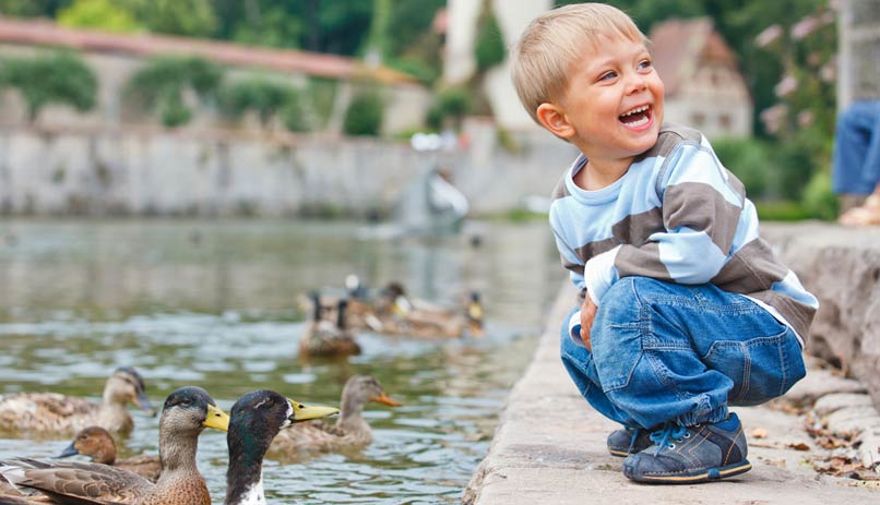 ילד מאכיל ברווזים