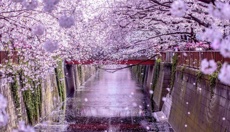 פריחת הדובדבן, יפן