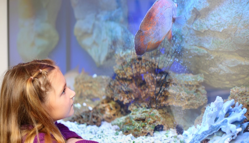 הרפתקה בעולם המים