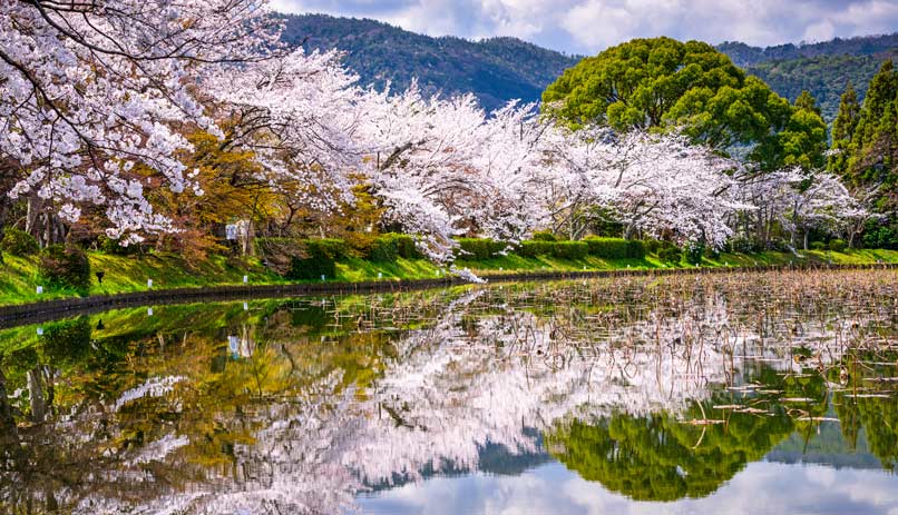 פריחת עצי הדובדבן, תעלת אוקזאקי בקיוטו