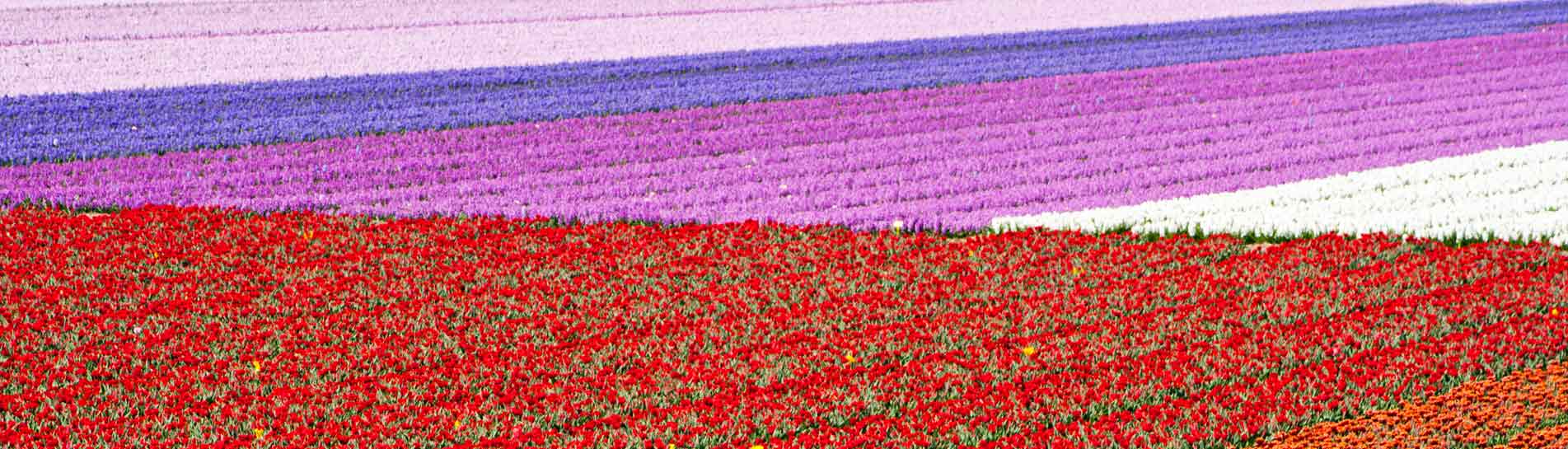 מרבד הקסמים: חופשה צבעונית באמסטרדם