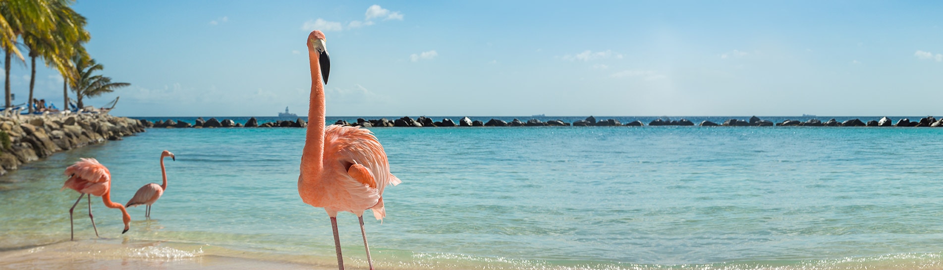 מזמינים טיסה לארובה ויודעים כל מה שצריך לפני