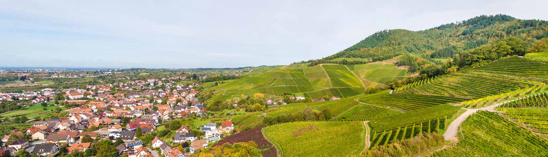 חופשה מהאגדות: טיול ביער השחור