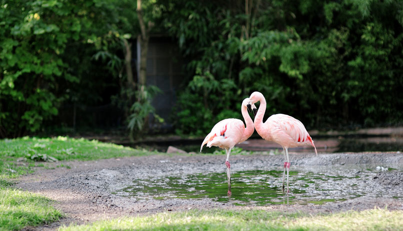 גן החיות בפרנקפורט