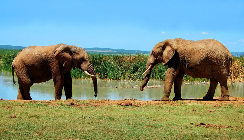 פילים בפארק הלאומי של דרום אפריקה