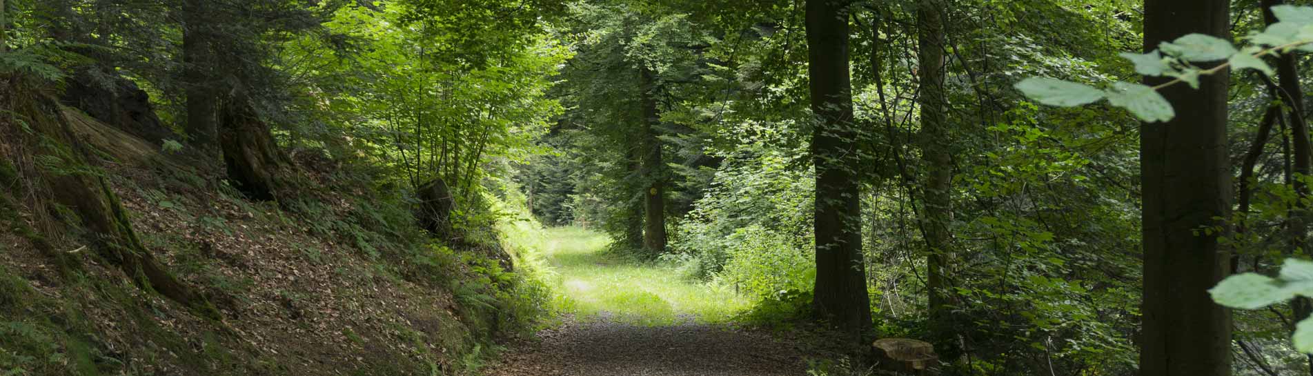 היכונו להרפתקה: היער השחור בגרמניה עם ילדים