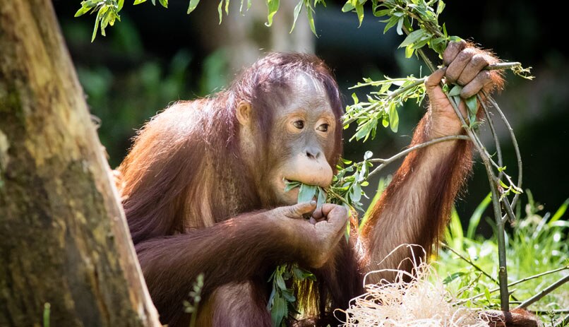 אורנגאוטן צעיר בכפר הקופים Apenheul ליד אפלדורן, הולנד