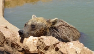 דוב נח בבריכה.