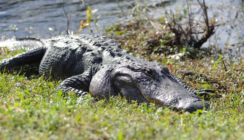 מפגש קרוב עם תנינים. הפארק הלאומי אברגליידס, מיאמי