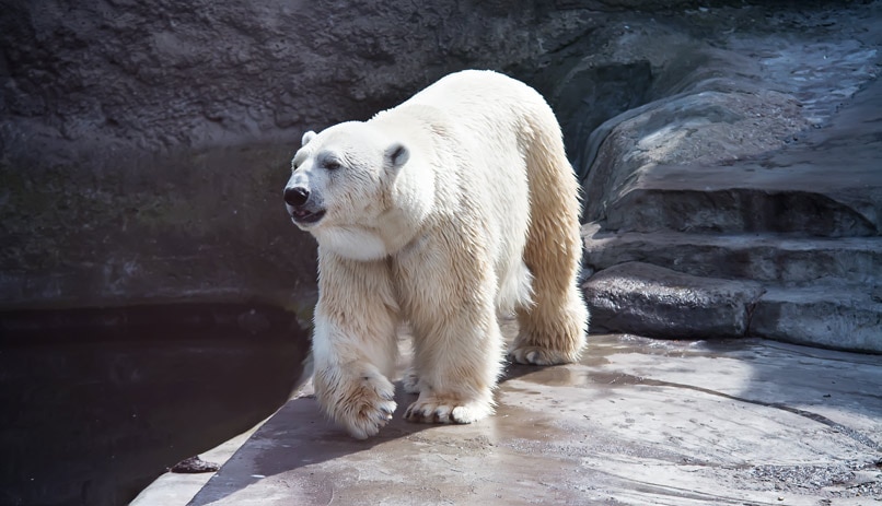 גן החיות במוסקבה