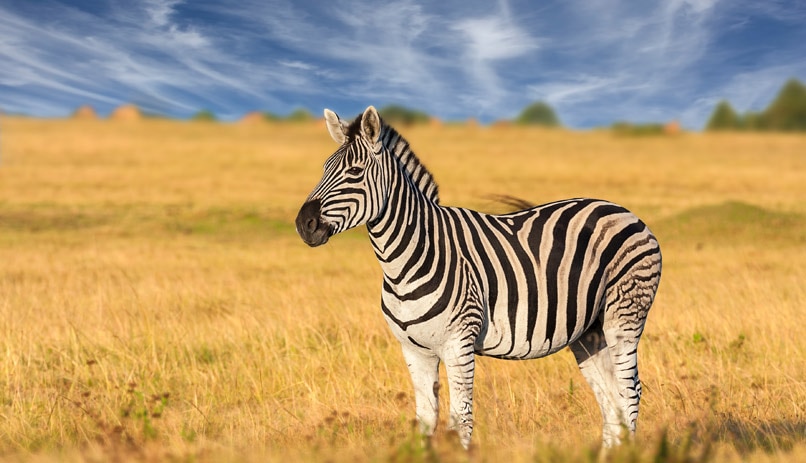 זברה בסוואנה