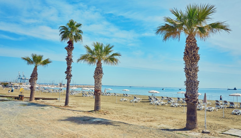 טיילת חוף Finikoudes עצי דקל לרנקה