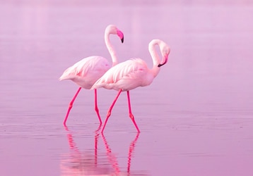 פלמינגוס אגם מלח, לרנקה