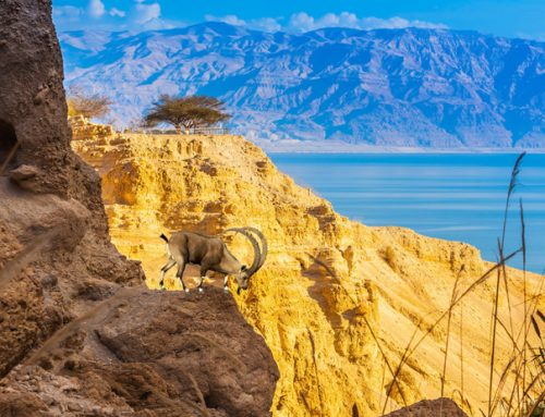 Dead Sea with kids