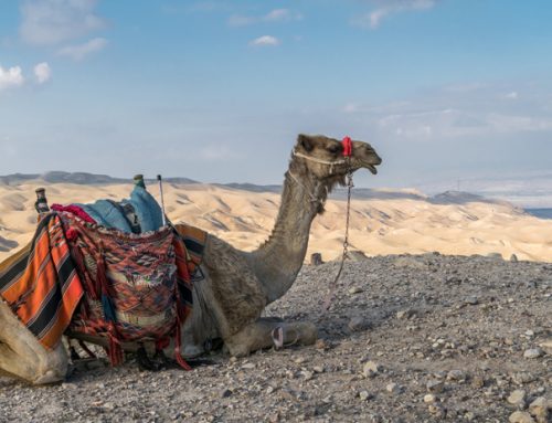 Family activities in southern Israel: Nature in all its glory
