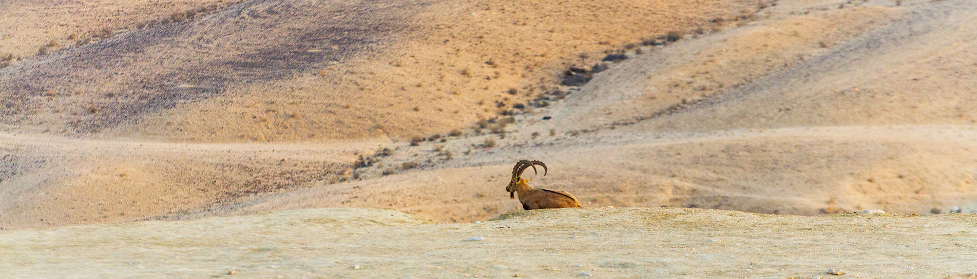 ​The Negev – Israel’s wild south