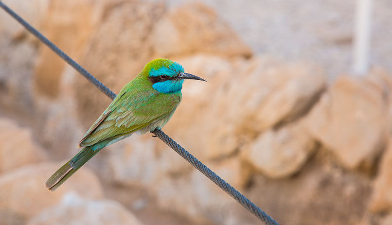 Masada for families