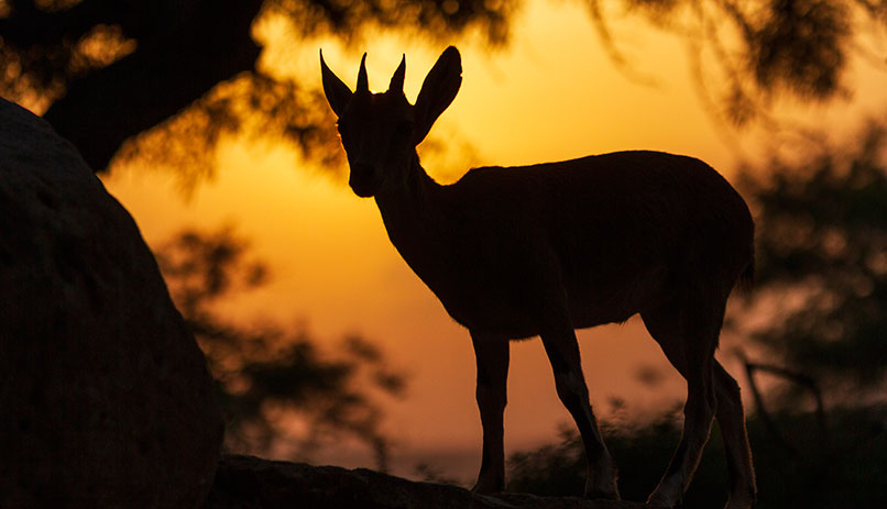 Sunset in the Negev