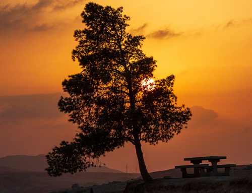 50 shades of yellow: Israel’s magical desert