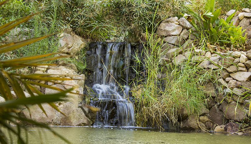 Visit Eilat's botanical gardens