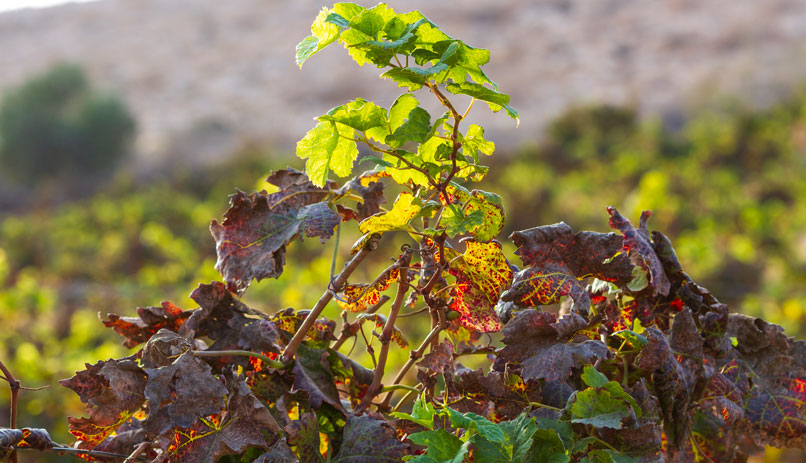 Land of milk, honey and wine - Wineries in Israel | El Al
