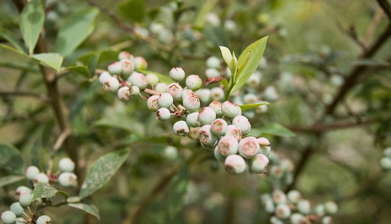 Les fruits du nord d'Israel