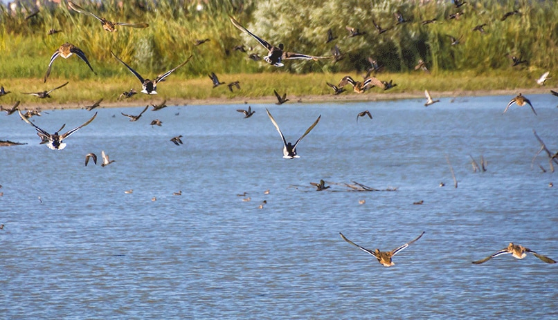 Bird spotting in Hula lake in Northen Israel