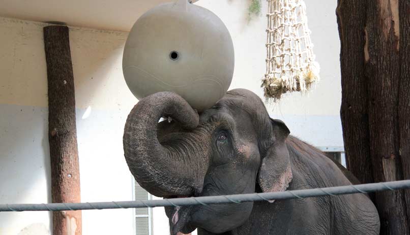 גן החיות בבודפשט