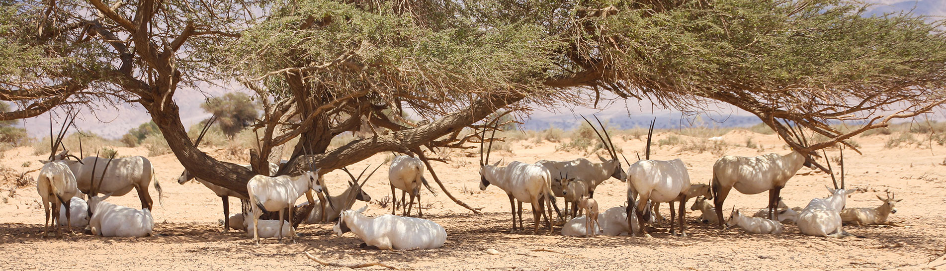 Desert pearls in Israel: Five Family Attractions