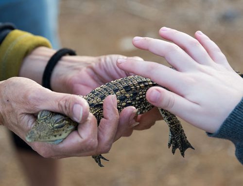 Perles du Désert en Israël: 5 Attractions Familiales