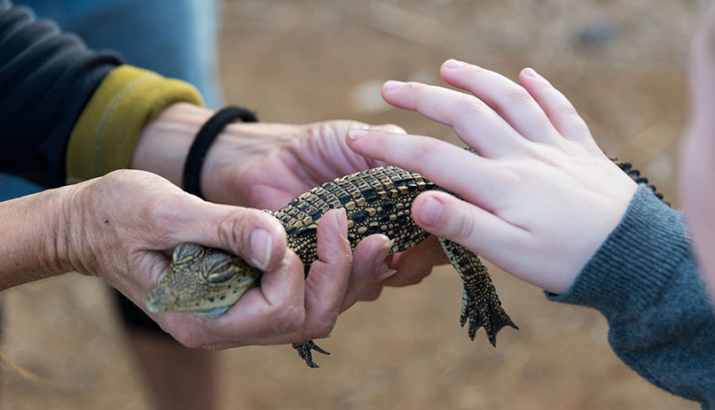 Crocodiles petting - Attractions for kids