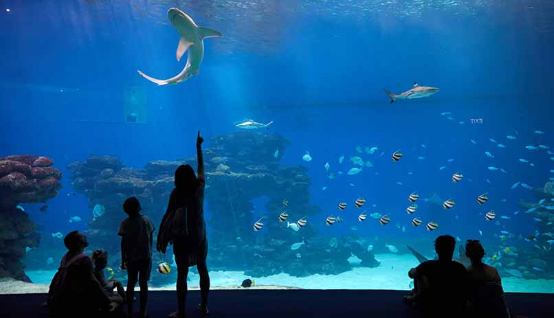 Visite sous l'eau – le Coral World, à Eilat