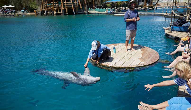 Caressez un dauphin à Eilat