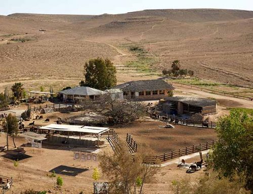 Séjour dans le Sud: Vacances dans le Désert