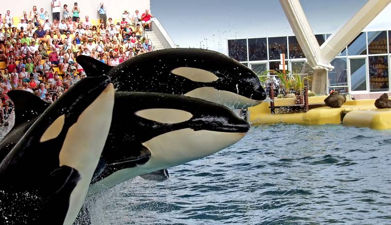 סי וורלד, אורלנדו