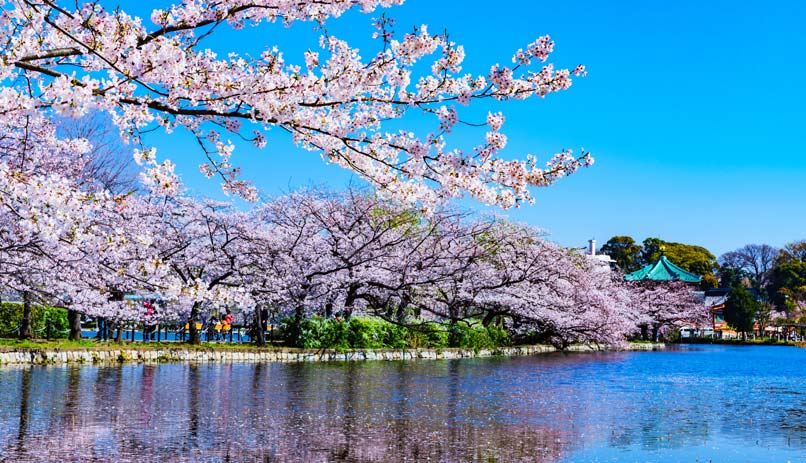 פריחת הדובדבן, טוקיו