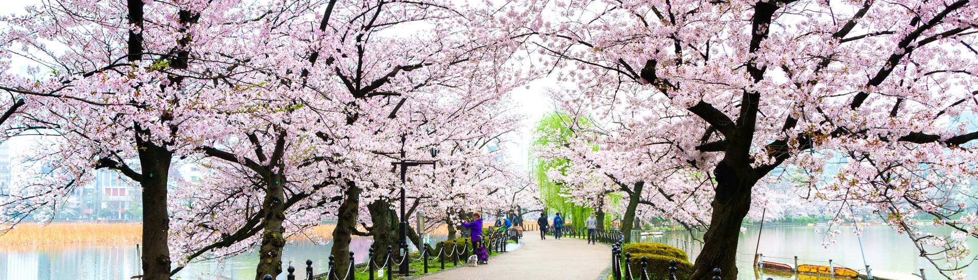 פינק ליידי: מסע בעקבות פריחת הדובדבן ביפן
