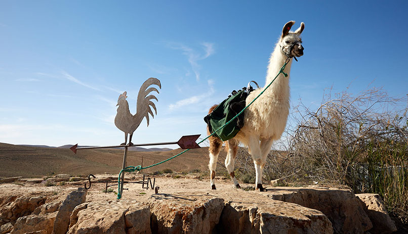 Alpaca's Farm in Mitzpe Ramon
