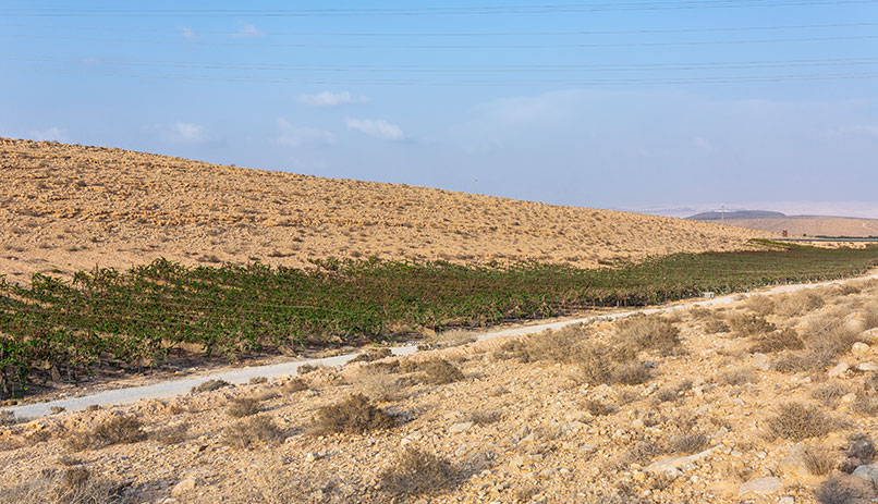 Karmey Ovdat ranch